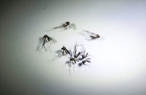 Vale do Paraíba e região já registraram mais de 62,7 mil casos de dengue em 2024; veja os principais sintomas e orientações de cuidado