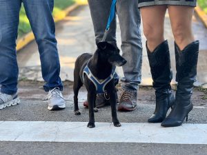 Bragança Paulista lança PSA Animal para incentivar lar temporário de animais | Especial Publicitário Prefeitura de Bragança Paulista