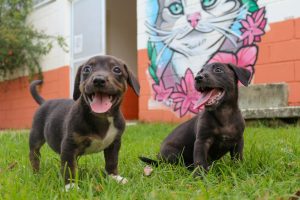Fundo Social de Taubaté promove bazar beneficente em prol de animais | Nosso caminho é o progresso