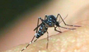 Ubatuba (SP) decreta situação de emergência por alta nos casos de dengue | Vale do Paraíba e Região